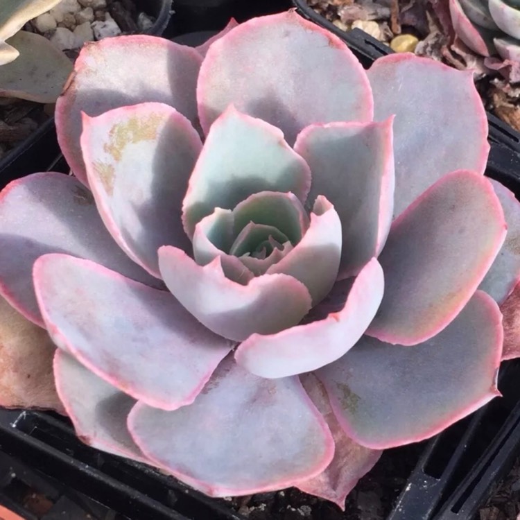 Plant image Echeveria Morning Light