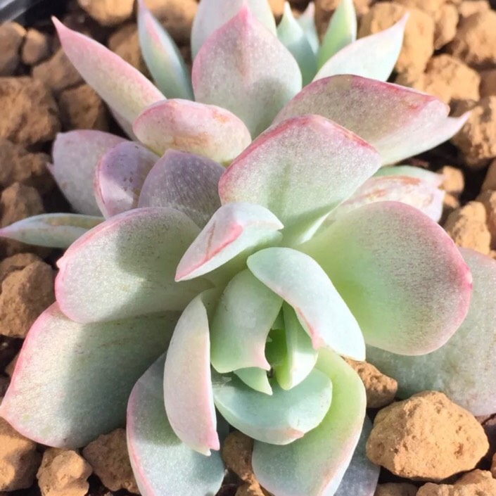 plant image 822182