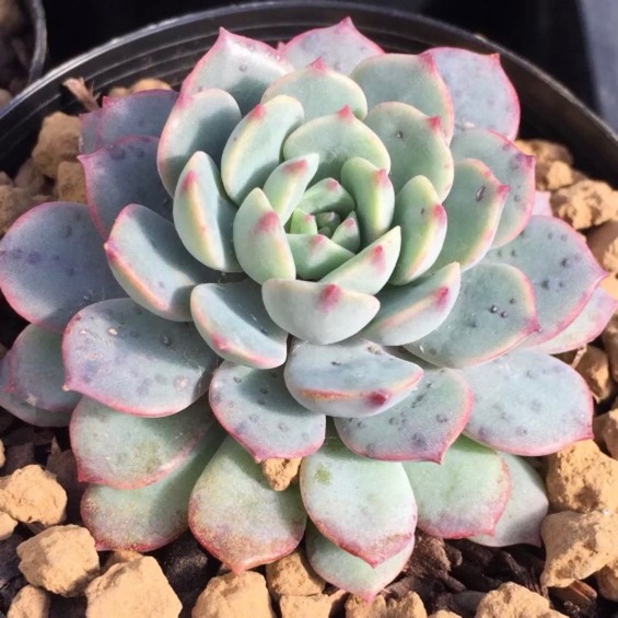 Plant image xGraptoveria Accolade