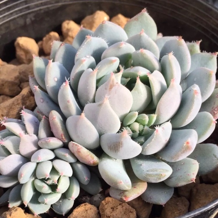 Plant image Echeveria Laui x Setosa v. Deminuta
