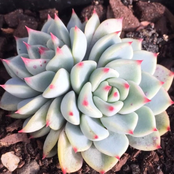 Plant image Echeveria Minima x Cuspidata var. Zaragozae