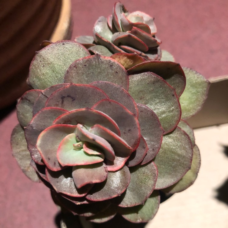 plant image 833320