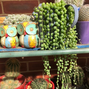 Senecio rowleyanus