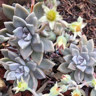 Graptopetalum Rose Queen
