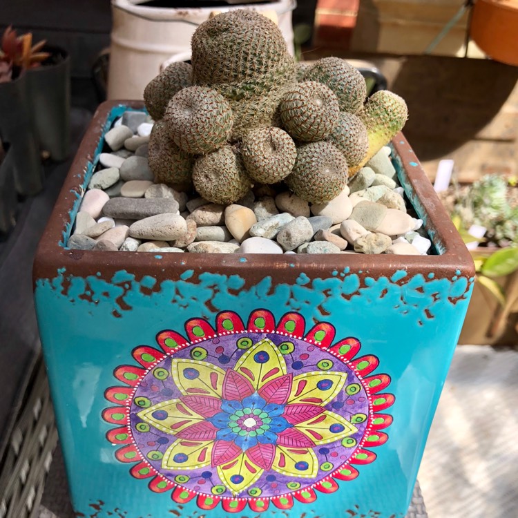 plant image 877297