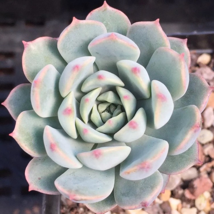 Plant image xGraptoveria Accolade