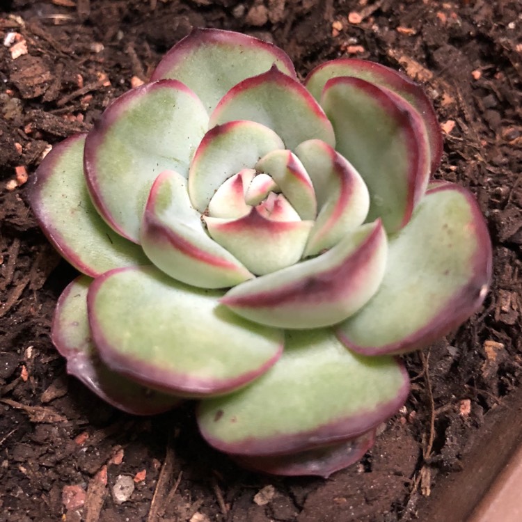 Plant image Echeveria Mexican