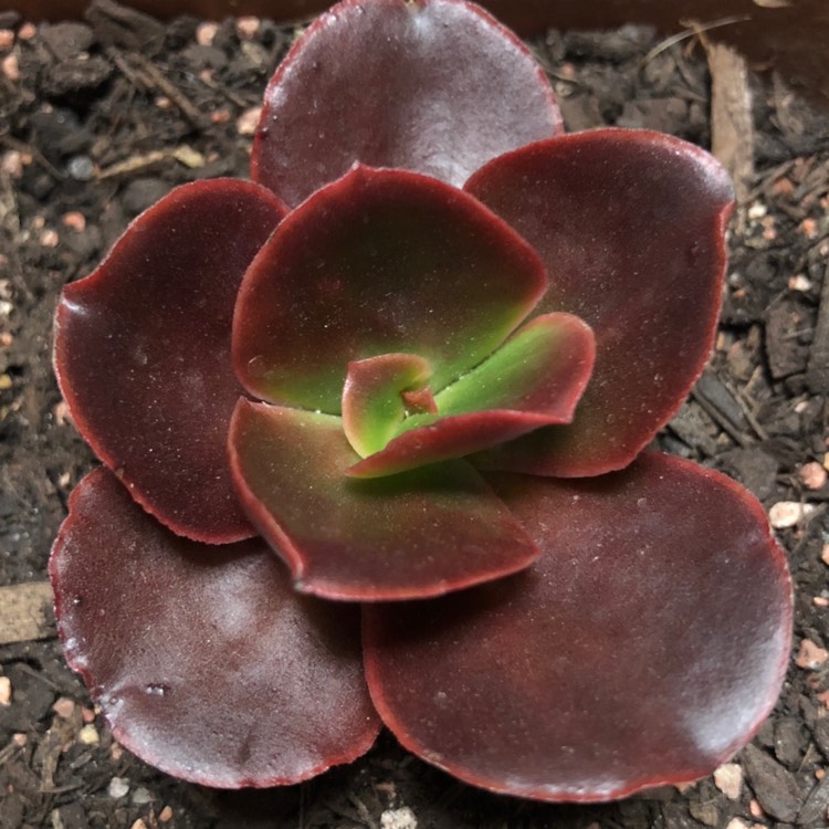 Plant image Echeveria Chocolate