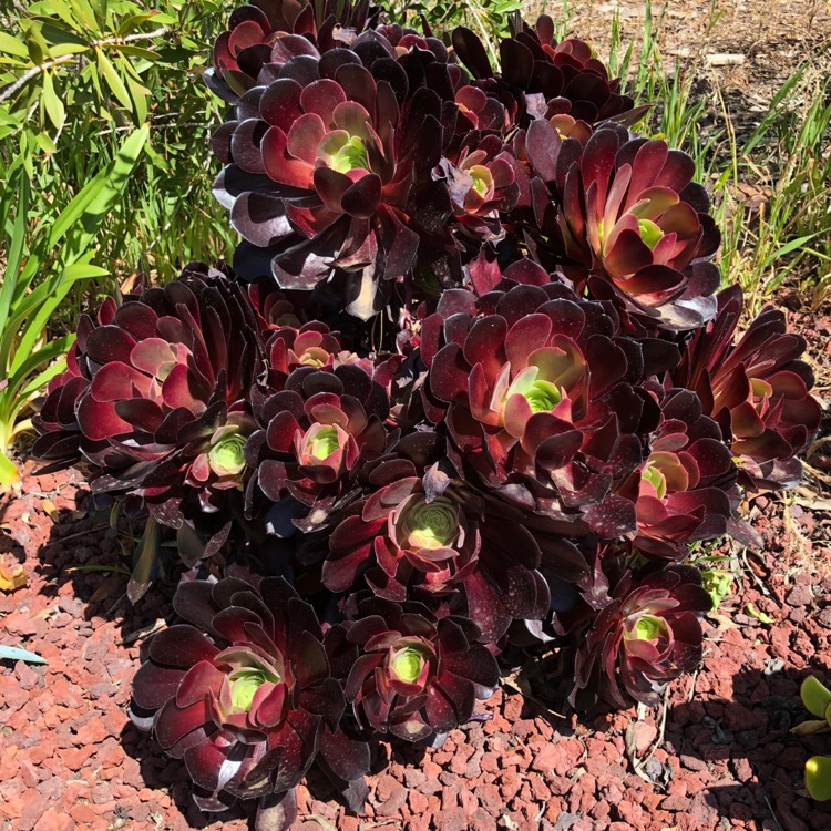 Plant image Aeonium Blushing Beauty