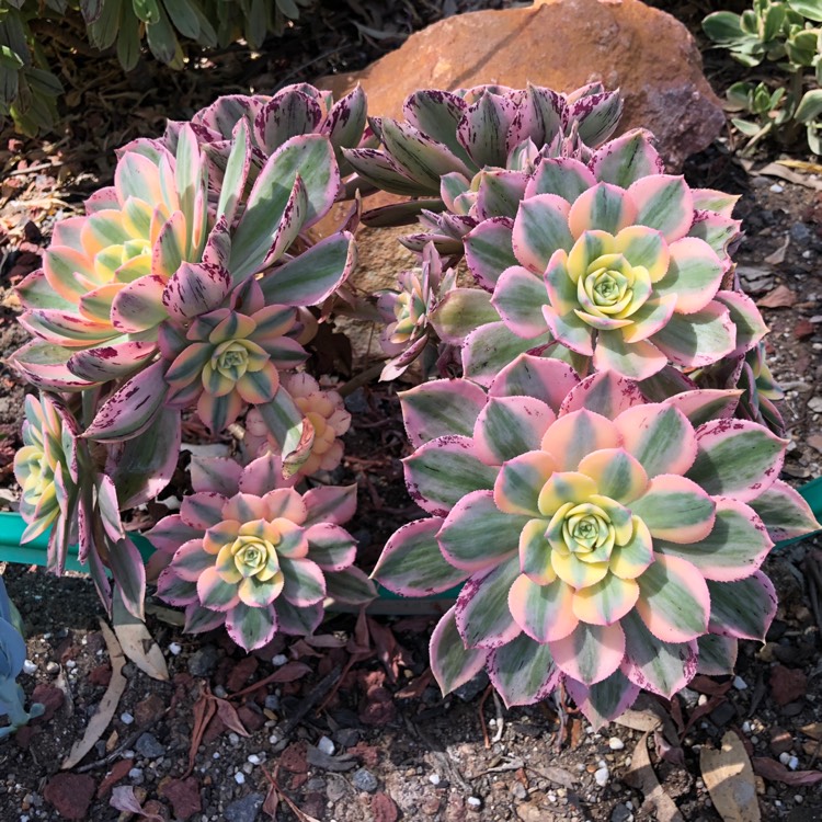 plant image 882528