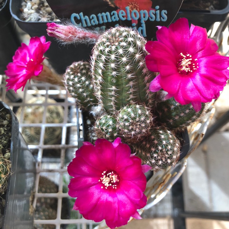 Plant image x Chamaelopsis
