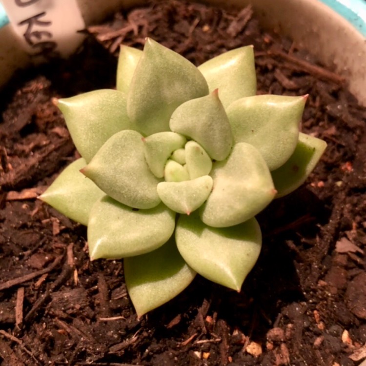 Plant image Echeveria J.C. Van Keppel