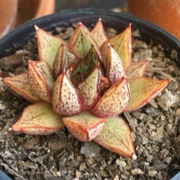 plant image 889627