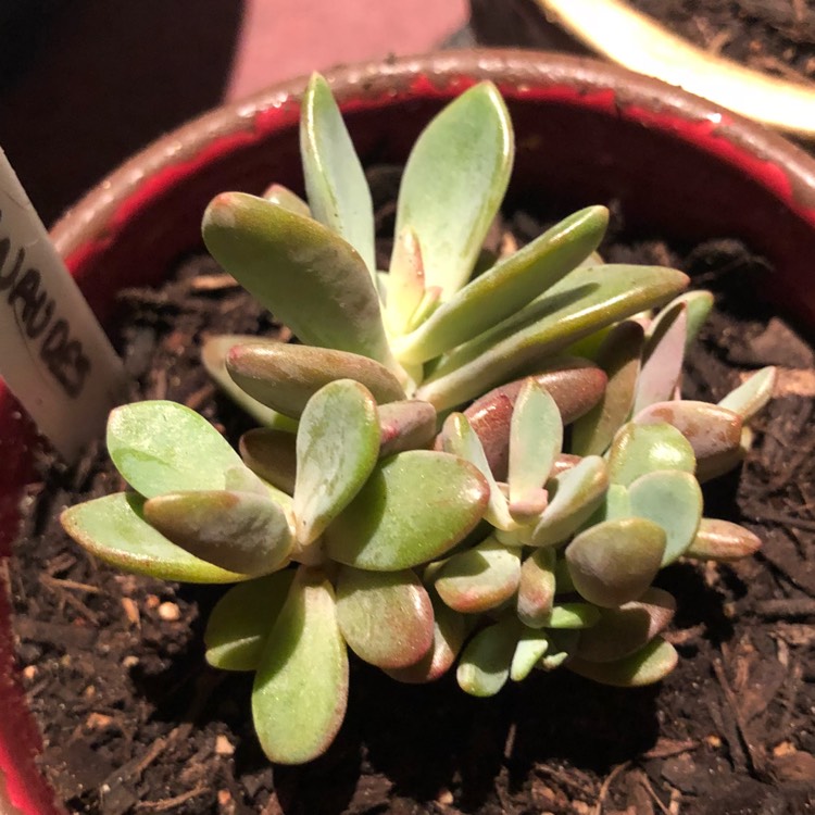 Plant image Echeveria Manaudes