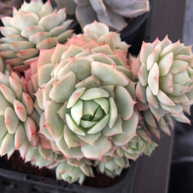 plant image 905132