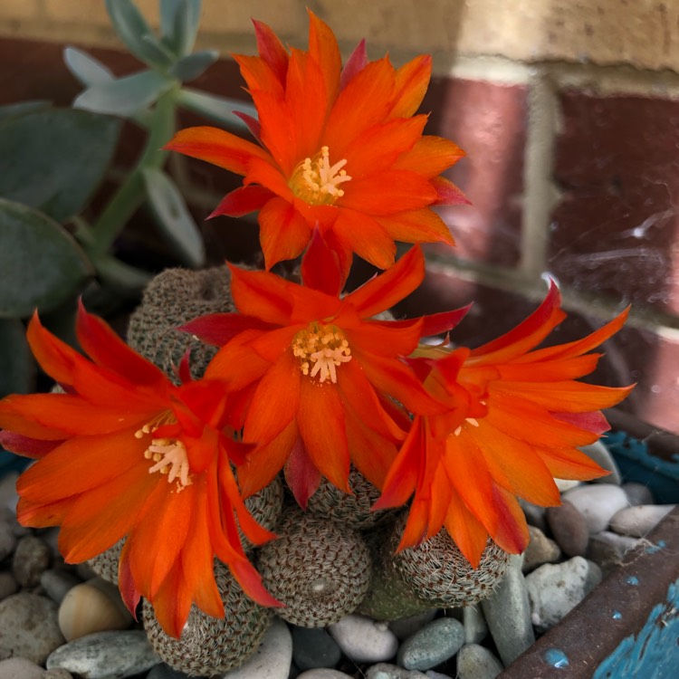 Plant image Rebutia heliosa syn. Aylostera heliosa