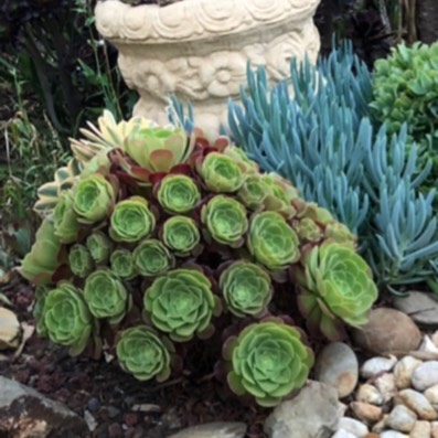 Plant image Aeonium Blushing Beauty
