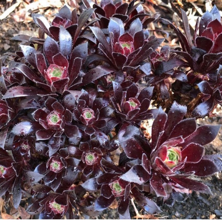 Plant image Aeonium Du Rozzen