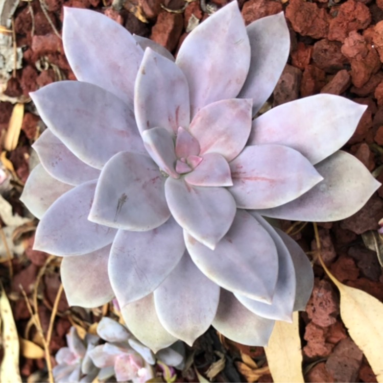 plant image 921472