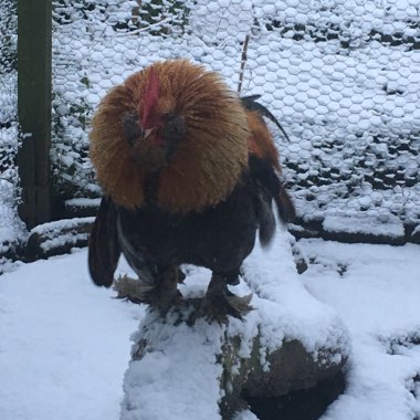 Lee's garden