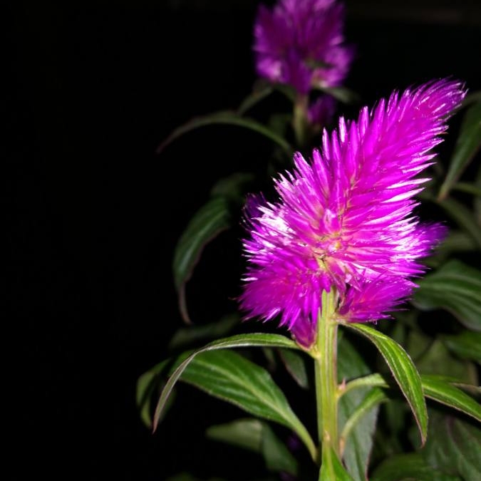 Plant image Celosia argentea (Spicata Group) 'Spiky Purple'
