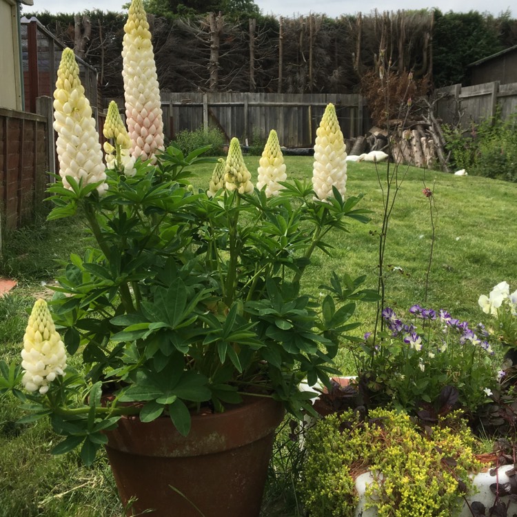 plant image 734540
