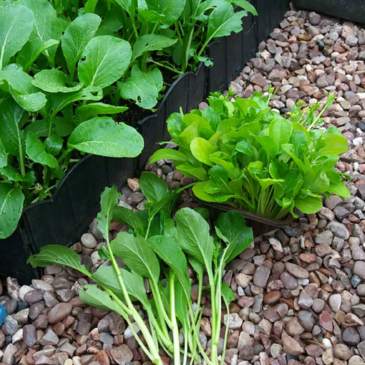 Plant image Brassica chinensis var. parachinensis