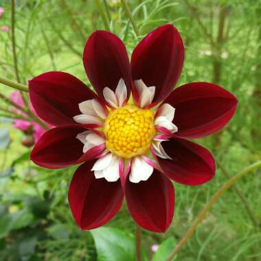 Dahlia 'Mary Evelyn'
