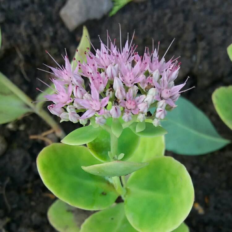 plant image 237502