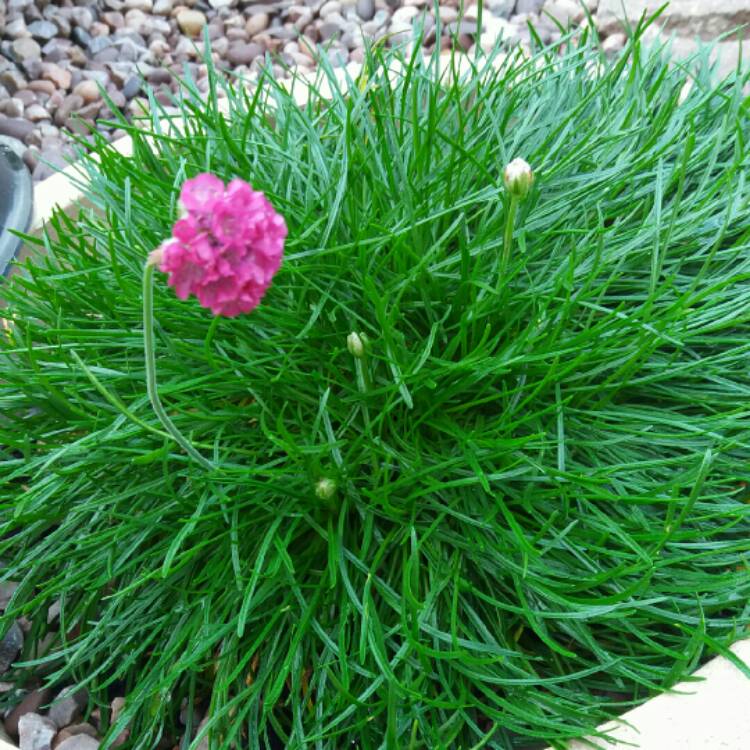 plant image 258155