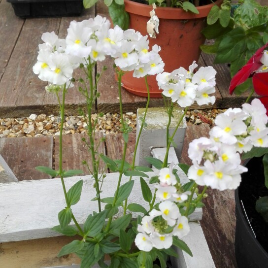 Plant image Nemesia 'Vanilla Lady'