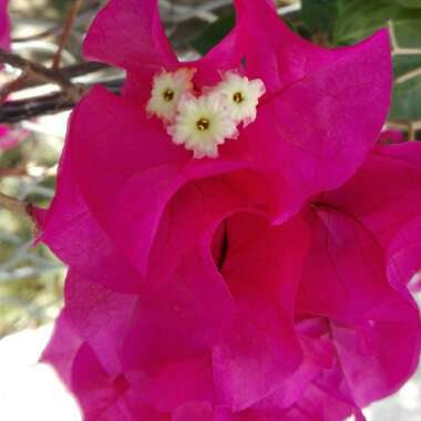 Bougainvillea 'Barbara Karst'
