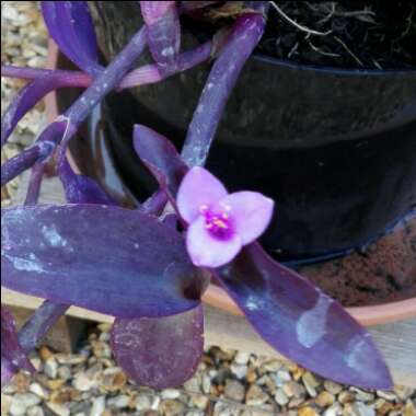 Spiderwort