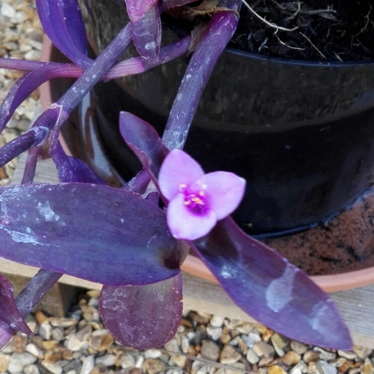 Plant image Tradescantia 'Outdoor plants'