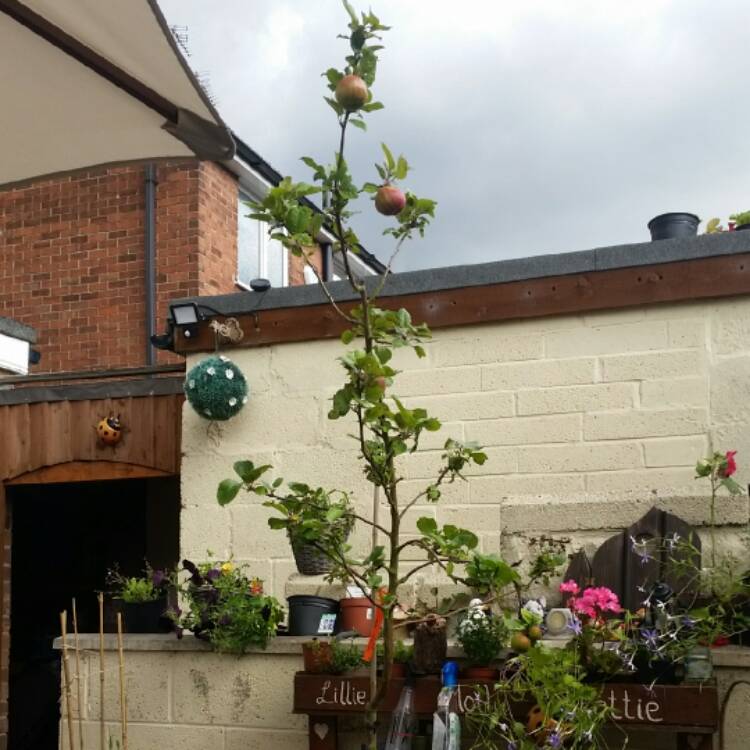 plant image 497125