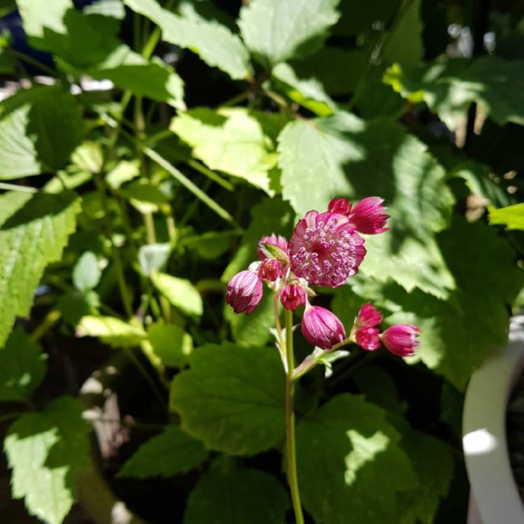 plant image 770882