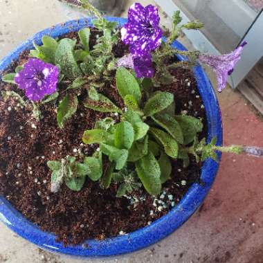 Petunia 'Kleph15313' syn. Petunia 'Night Sky', Petunia 'Headliner Night Sky'