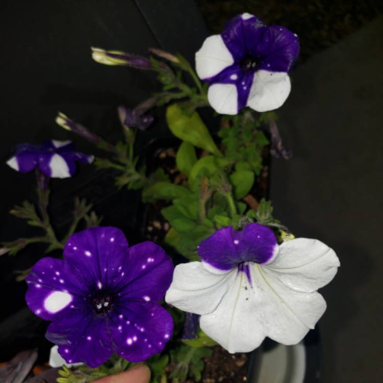 plant image 1031446 plant image 1031446