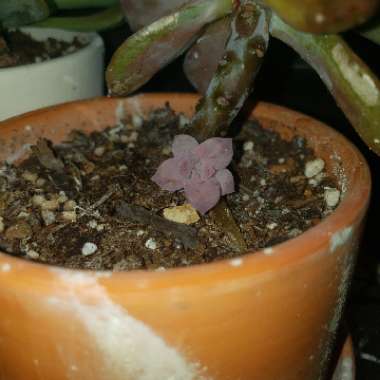 Graptopetalum Superbum