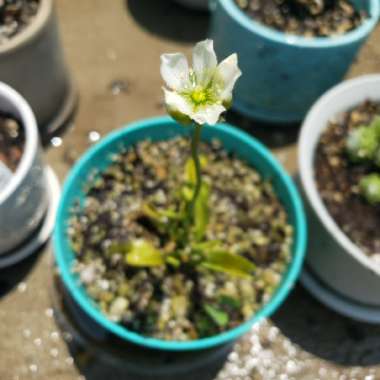 Dionaea muscipula 'Dente Flytrap'