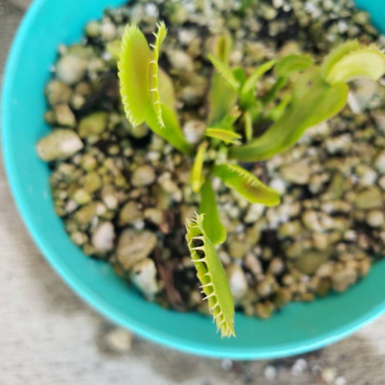 Plant image Dionaea muscipula 'Dente Flytrap'