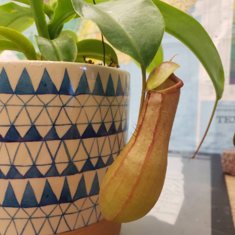 plant image 1077393