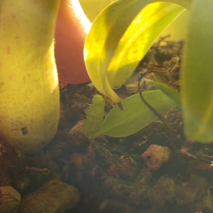 plant image 1116563 plant image 1116563
