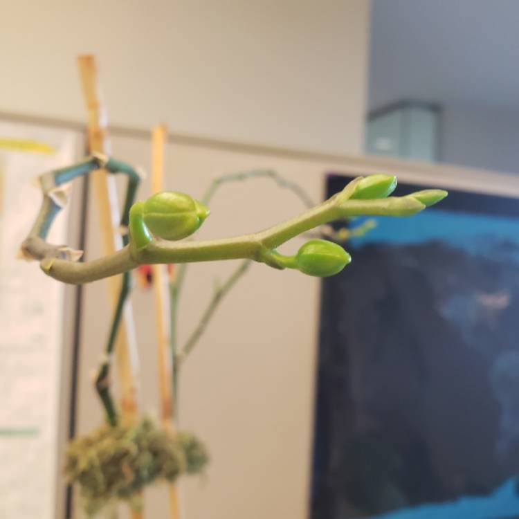 plant image 1117538