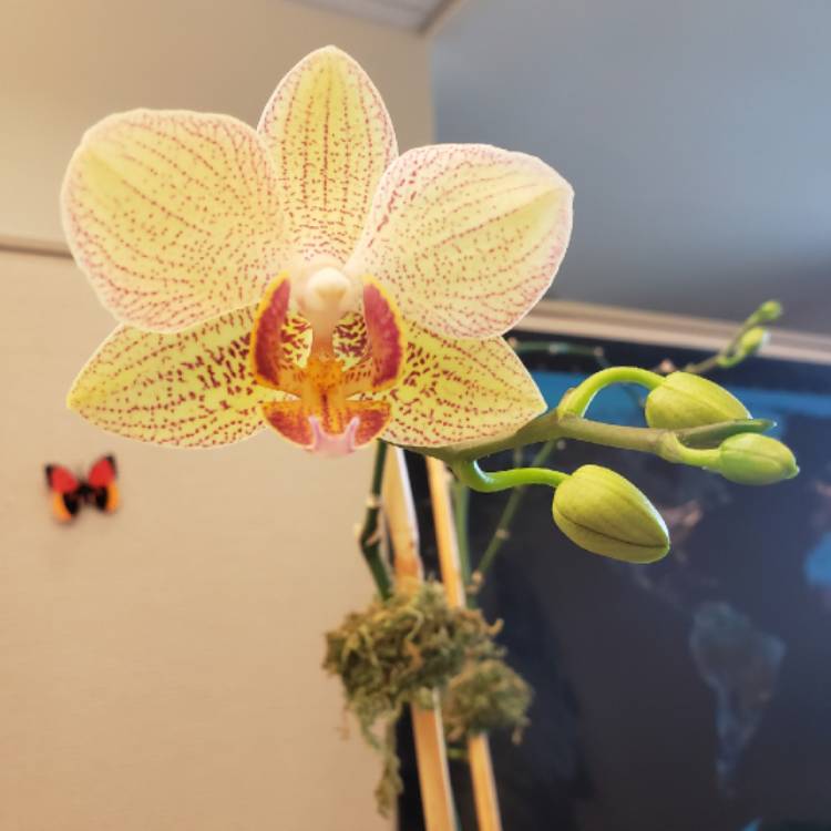plant image 1132918