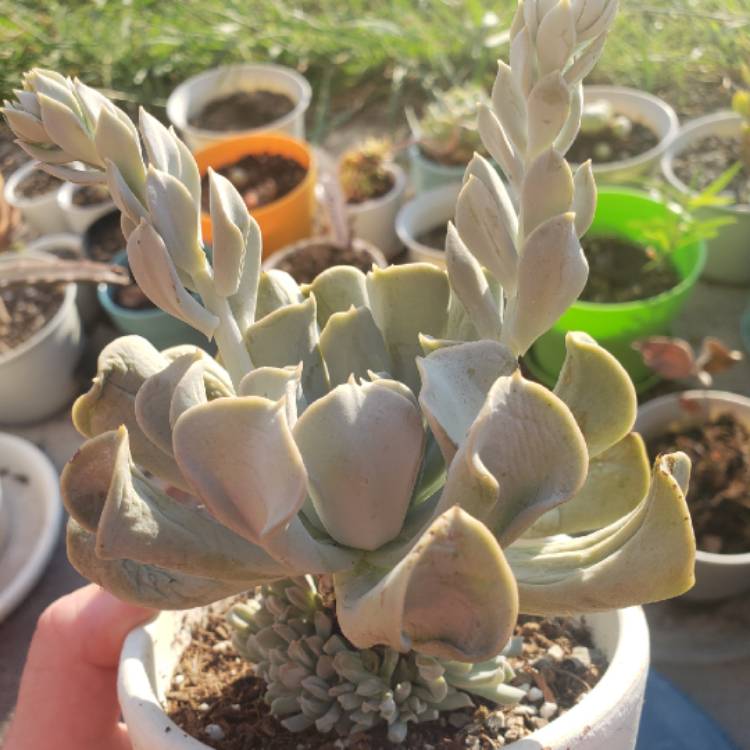 plant image 1132924 plant image 1132924