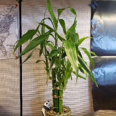 Dracaena Sanderiana