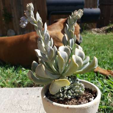 Echeveria Runyonii var. Topsy Turvy