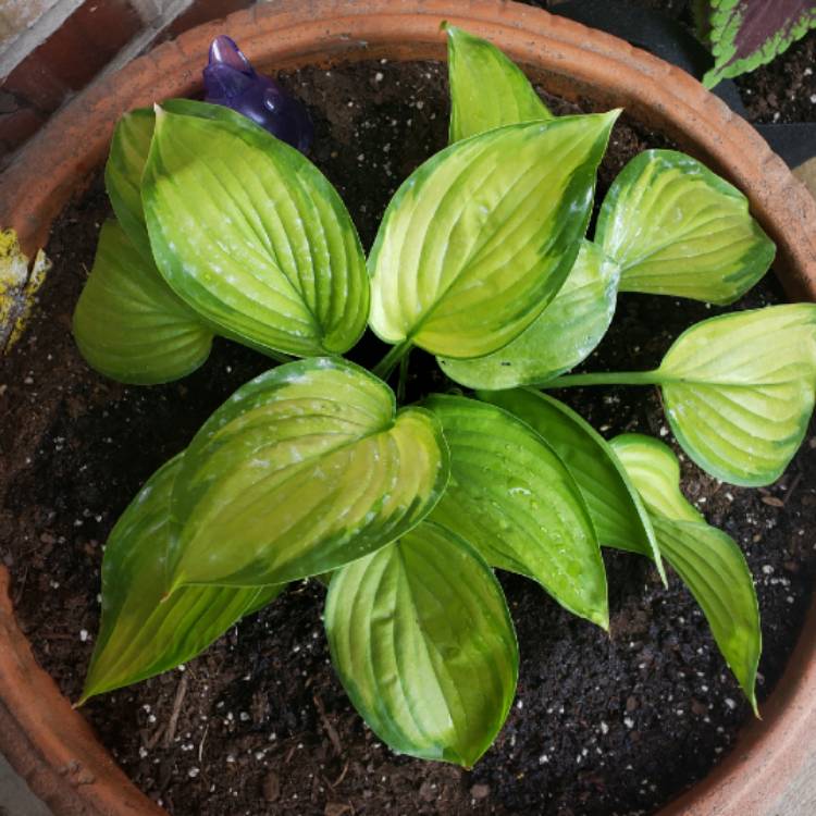 plant image 1142342 plant image 1142342