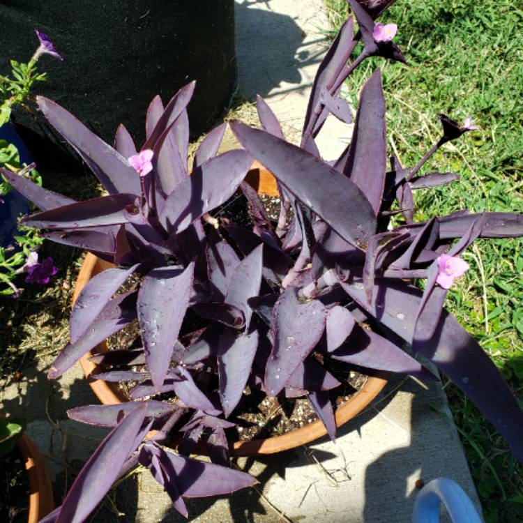Plant image Tradescantia pallida